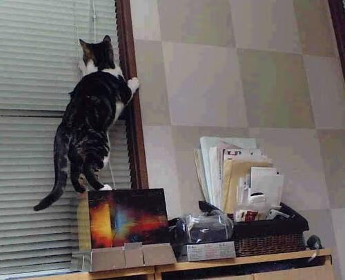 全国跳水精英赛小将频出佳绩,2021全国跳水锦标赛视频