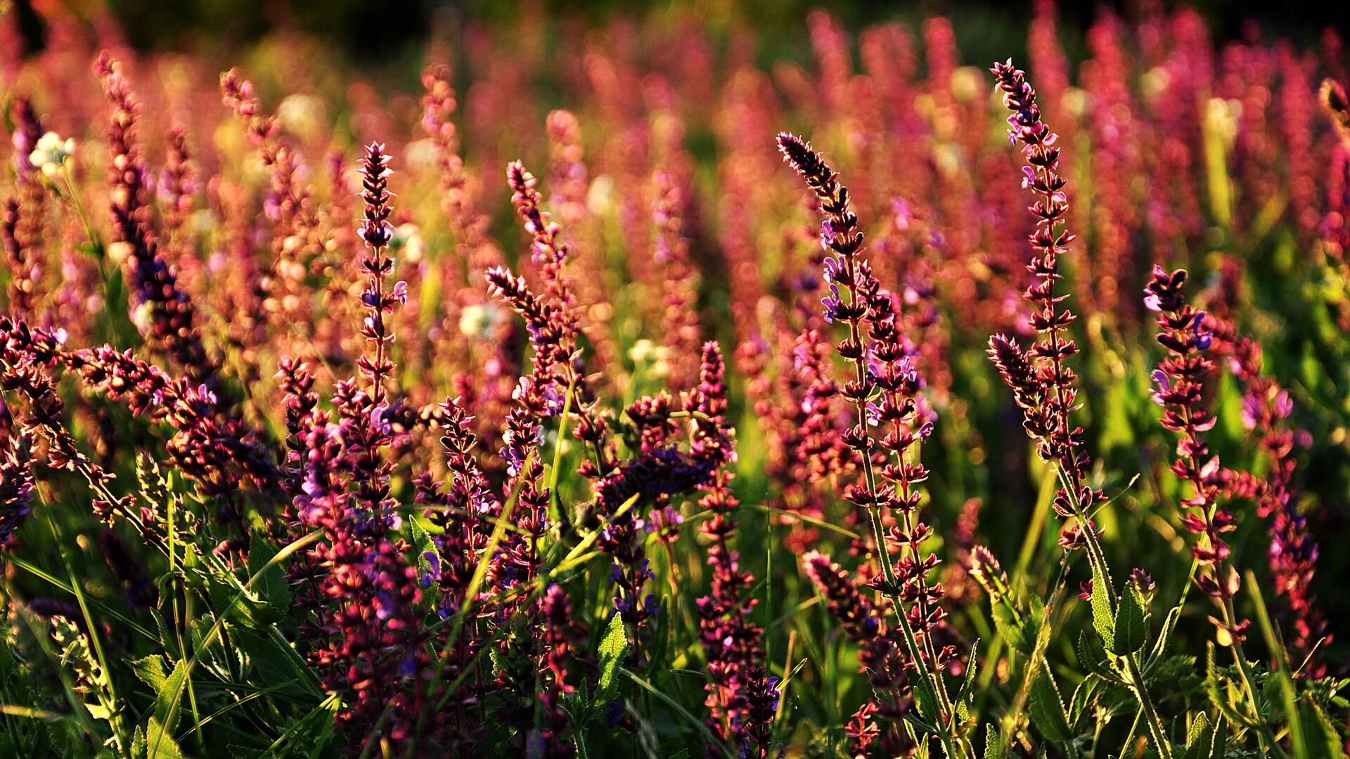 风险防控:反兴奋剂系统全面升级,反兴奋剂是什么