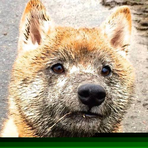 世界杯历史战役：永载足球史册的经典战斗，媒体评世界杯历史最经典比赛