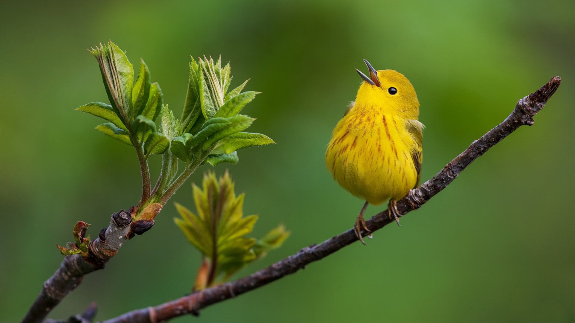开云体育官方网站-东契奇最后三秒命中稳定比赛节奏，东契奇爆砍39分