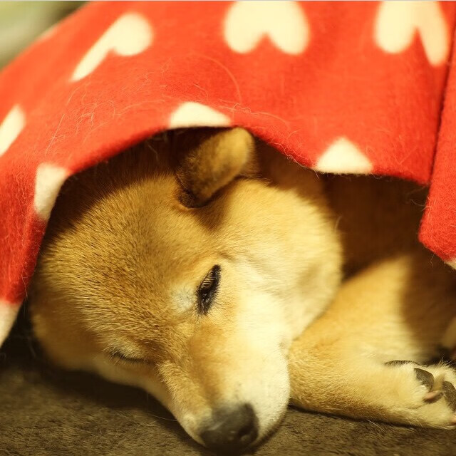 东契奇最后三秒命中稳定比赛节奏，东契奇爆砍39分